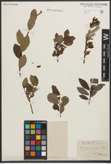 Foto von Salix phylicifolia L.